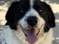 Linda, geb. ca. 09/2015, lebt in GRIECHENLAND, auf einer privaten Pflegestelle