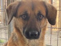 Lunia, geb. ca. 01/2022, lebt in GRIECHENLAND, im städt. Tierheim Serres