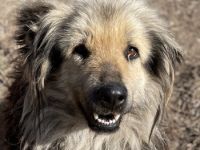 Mandy Lou geb. ca. 11/2020, lebt in GRIECHENLAND, auf einer privaten Pflegestelle