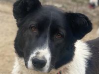 Pallene, geb. ca. 02/2021, lebt in GRIECHENLAND, im städt. Tierheim Serres