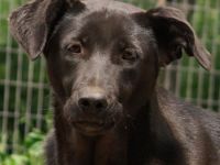 Romira, geb. ca. 06/2022, lebt in GRIECHENLAND, auf einer privaten Pflegestelle