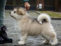 Alaskan Malamute-Welpe verfügbar.