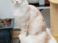 Maine Coon Kastratin sucht neuen Wirkungskreis