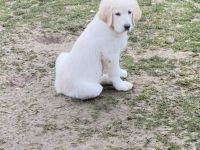 Kuvacz-Pyrenäenberghund Welpen