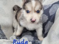 Australian Shepherd x Husky Mix Welpen