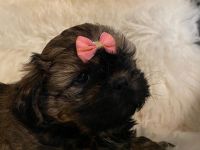 Reinrassige Shih-Tzu Welpen mit Ahnentafel