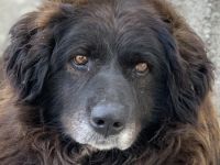 Zoraya, geb. ca. 07/2016, lebt in GRIECHENLAND, im städt. Tierheim Serres