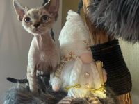 Devon Rex Kitten