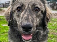 Savannah, geb. ca. 01/2022, lebt in GRIECHENLAND, auf einer privaten Pflegestelle