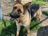 Wilma, geb. ca. 04/2021, lebt in GRIECHENLAND, im städt. Tierheim Serres