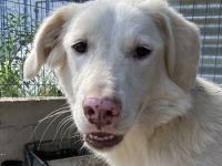 Zendaya, geb. ca. 12/2021, lebt in GRIECHENLAND, im städt. Tierheim Serres