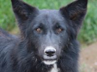 Brooklyn, geb. ca. 08/2020, lebt in GRIECHENLAND, im städt. Tierheim Serres