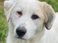 Bruna, geb. ca. 12/2020, lebt in GRIECHENLAND, im städt. Tierheim Serres