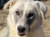 Charlina, geb. ca. 04/2021, lebt in GRIECHENLAND, im städt. Tierheim Serres