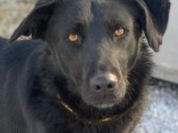 Dakar, geb. ca. 01/2019, lebt in GRIECHENLAND, im städt. Tierheim Serres