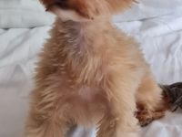 Teddy - Biete Deckrüden an