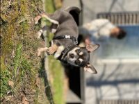 Chihuahua Deckrüde Blueline