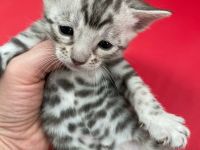 Bengalkatzen