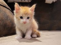 "Dexter" - süßes Maine Coon Katerchen mit Stammbaum in der Farbe red tabby + white