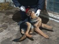 Echter Deutscher Schäferhund