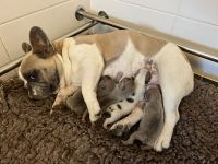 Gesunde Sportliche Französische Bulldoggen Welpen aus Seriöser Familien Zucht!