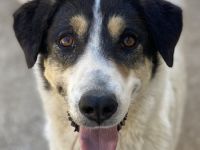 Fanny, geb. ca. 04/2021, lebt in GRIECHENLAND, im städt. Tierheim Serres