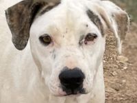 Gabriele, geb. ca. 10/2016, GRIECHENLAND, ein Gelände, auf dem die Hunde notdürftig versorgt werden