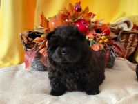 Chow Chow welpen mit Stammbaum (FCI züchter)