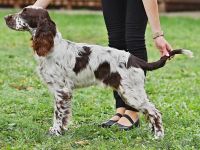 Englsih Springer Spaniel
