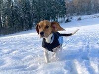 Beagle Hündin tricolor 1,5 Jahre alt