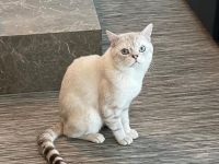 BKH KATER SUCHT NEUE DOSENÖFFNER