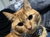 Akanto, geb. ca. 05/2021, lebt in GRIECHENLAND, auf einer privaten Pflegestelle