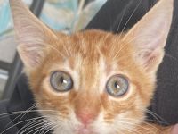 Amando, geb. ca. 08/2023, lebt in GRIECHENLAND, auf einer privaten Pflegestelle