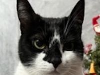 Sara, geb. ca. 11/2015, lebt in GRIECHENLAND, auf einer privaten Pflegestelle