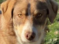 Hopefully, geb. ca. 12/2018, lebt in GRIECHENLAND, auf einem Gelände, auf dem die Hunde notdürftig v