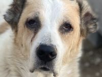 Jorma, geb. ca. 03/2016, lebt in GRIECHENLAND, im städt. Tierheim Serres