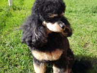 Pudel, Zwergpudel Toypudel, Deckrüde mit Ahnentafel black&tan, kein Verkauf! VDH, PZV