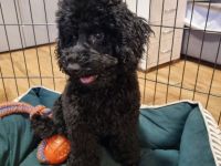 Zwerpudelrüde Gucci