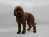 Deckrüde Kleinpudel Mahagoni red mit Papieren (Champion)