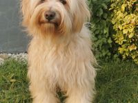 Deckrüde Tibet Terrier in gold mit Papieren (Champion)