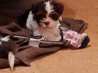 Wunderschöne Havaneserwelpen abzugeben.