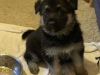 Welpen Deutscher Schäferhund