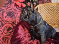 In Farbe Brindle ,Französische Bulldogge Rüde Bonnie in Blue Tan, blaue Augen, 21 Woch. jung