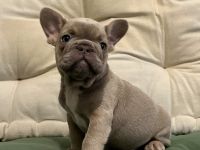 Französische Bulldogge Welpen