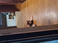 Norwegische Waldkatzen Mischlinge