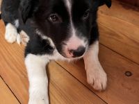 Border Collie Welpe (Hündin)