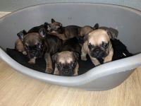 Französische Bulldogge