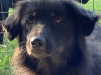 Kayra, geb. ca. 09/2018, lebt in GRIECHENLAND, im städt. Tierheim Serres