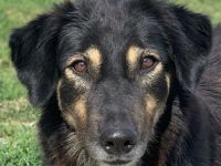 Lavinia, geb. ca. 06/2019, lebt in GRIECHENLAND, im städt. Tierheim Serres