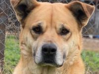 Macarena, geb. ca. 06/2019, lebt in GRIECHENLAND, im städt. Tierheim Serres